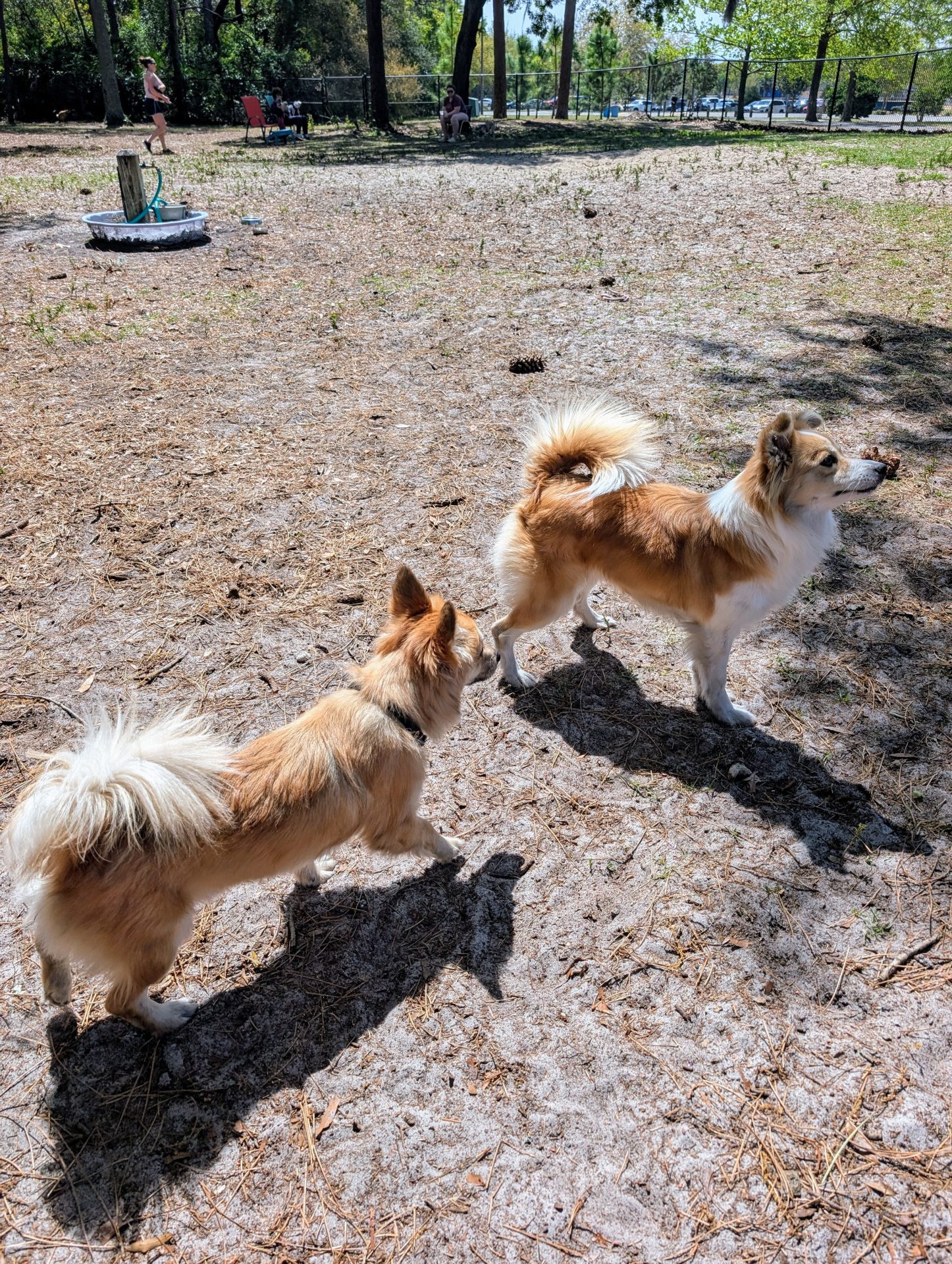 PXL_20250323_165143586~2 Ed Austin Dog park